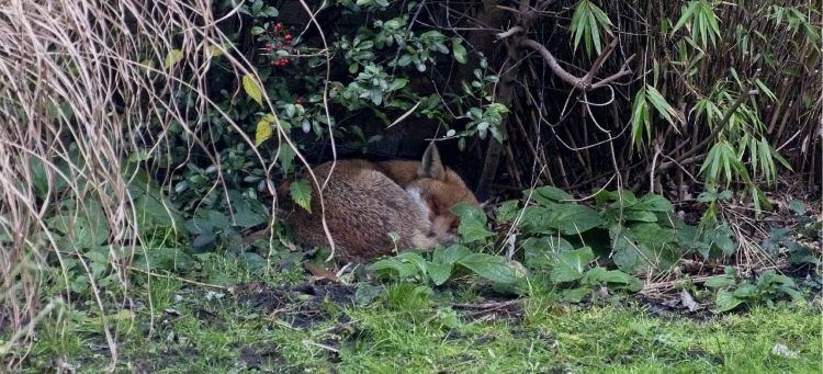 Fox sleeping in back garden Bow, London, E3