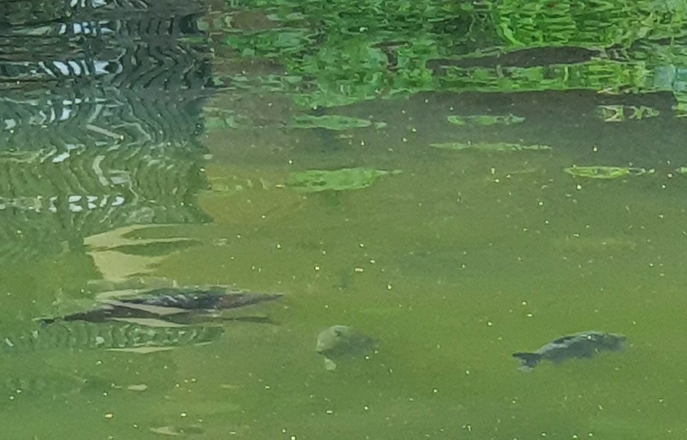 Green water with three carp.