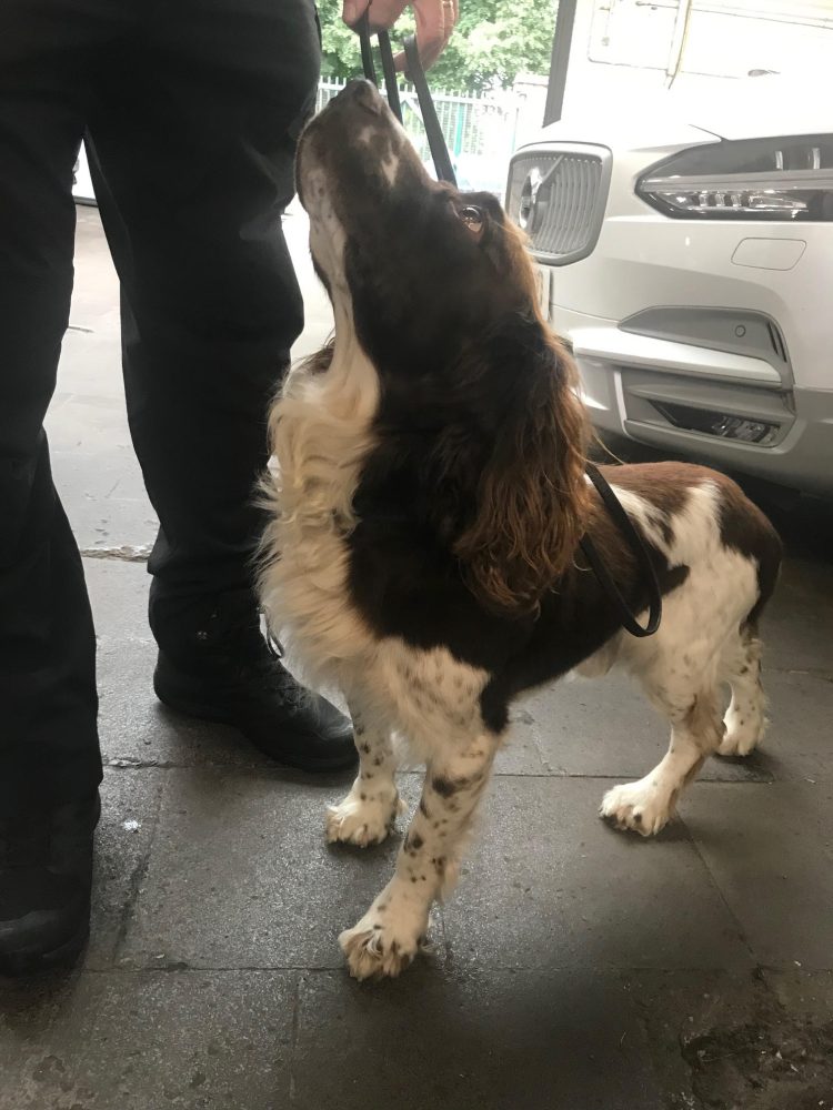 Spaniel dog looks up at figure 